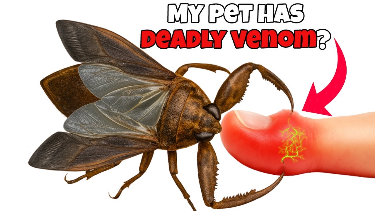I Got a Pet Giant Water Bug (yes, really)