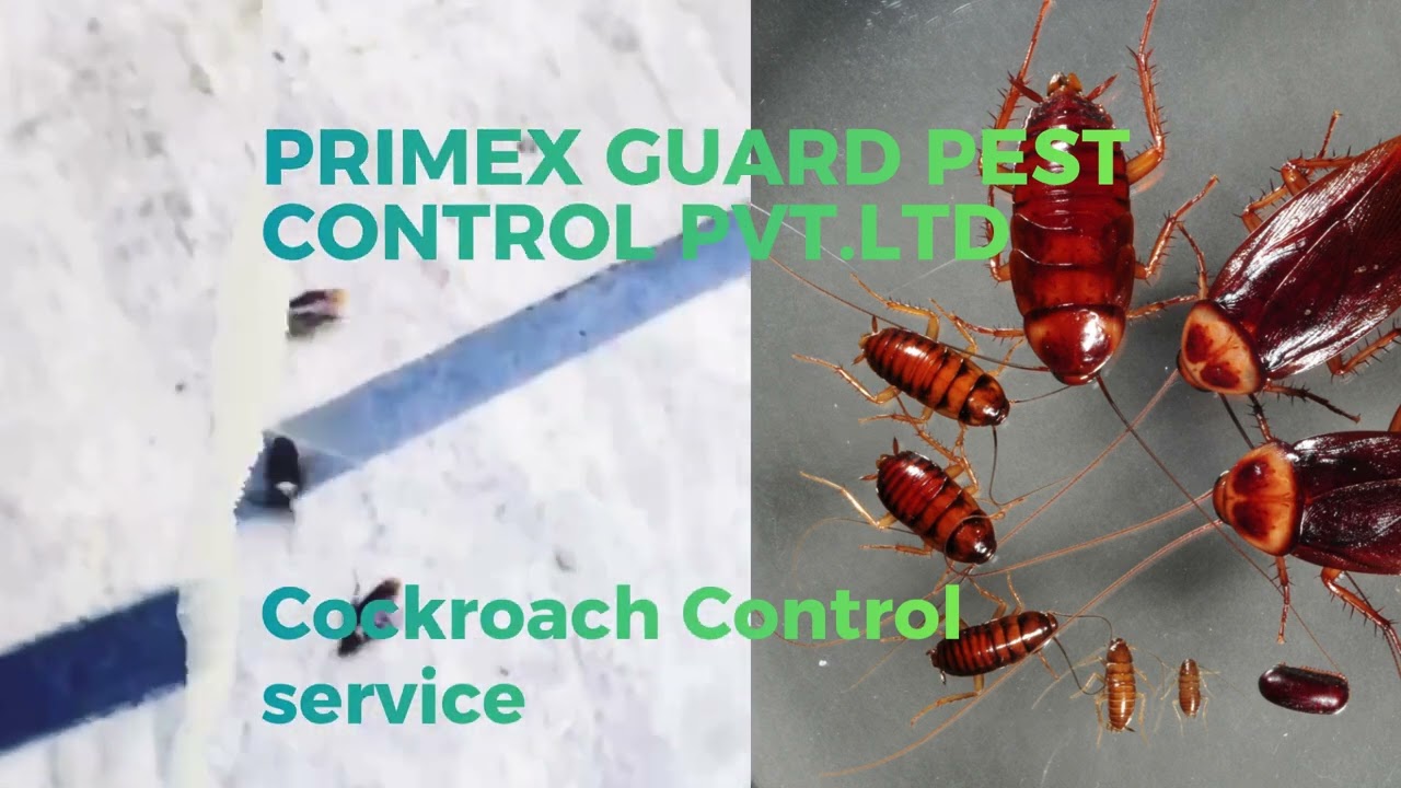 #Cockroach Control service
