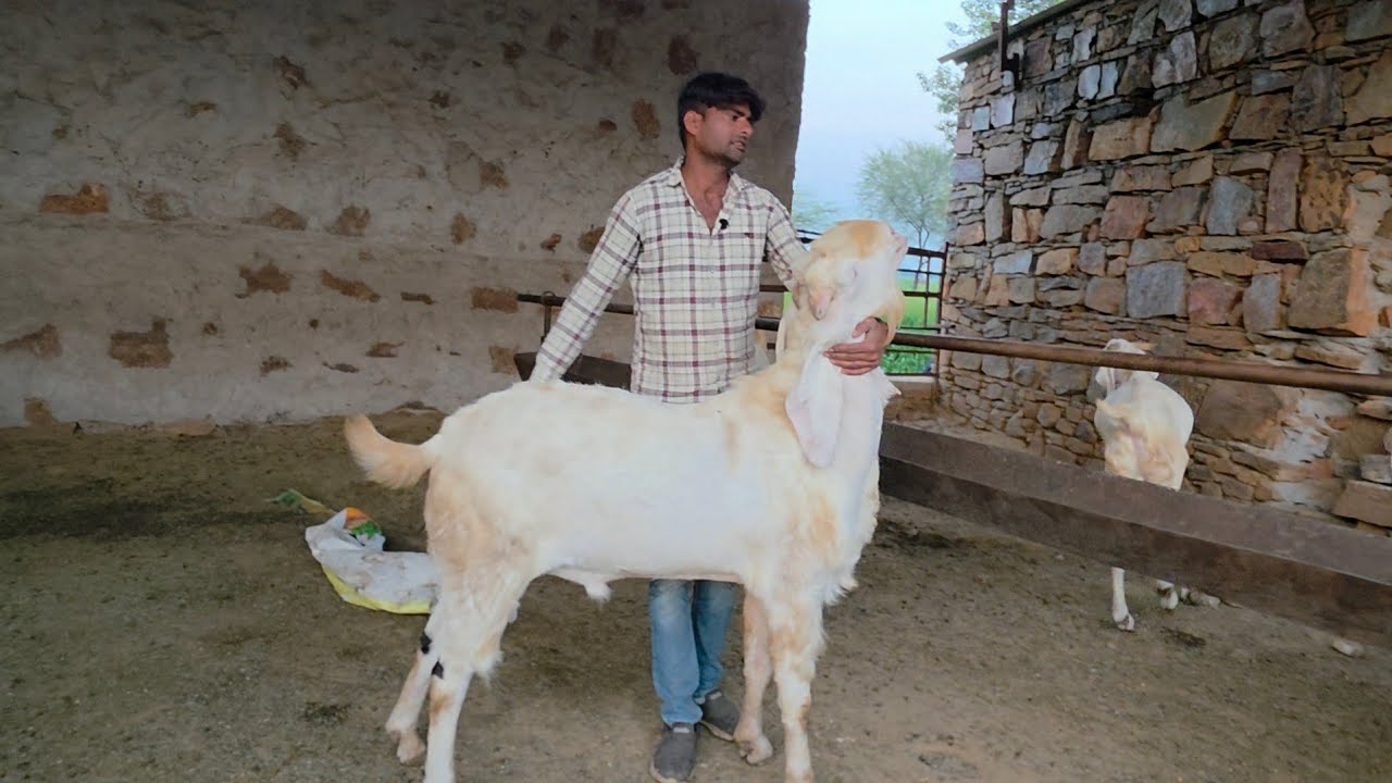Biggest Sojat Farming In Alwar Rajasthan | Heavy Goats Tyaari At Moon Goat Farm Alwar.