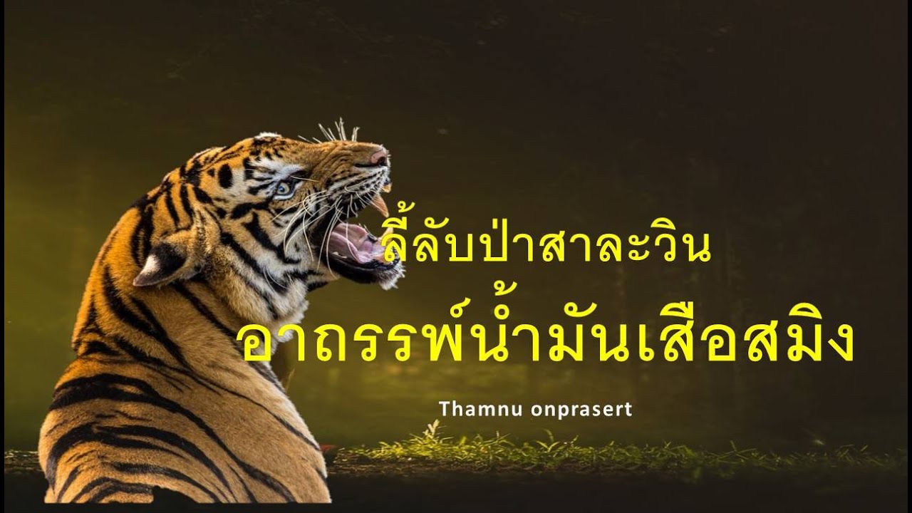 ๘๑.อาถรรพ์ น้ำมันเสือสมิง ลี้ลับป่าสาละวิน