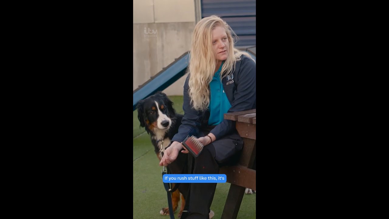 Can Super shy Bernese Mountain Dog, Poppy, Build Her Trust Back Up? | For The Love Of Dogs