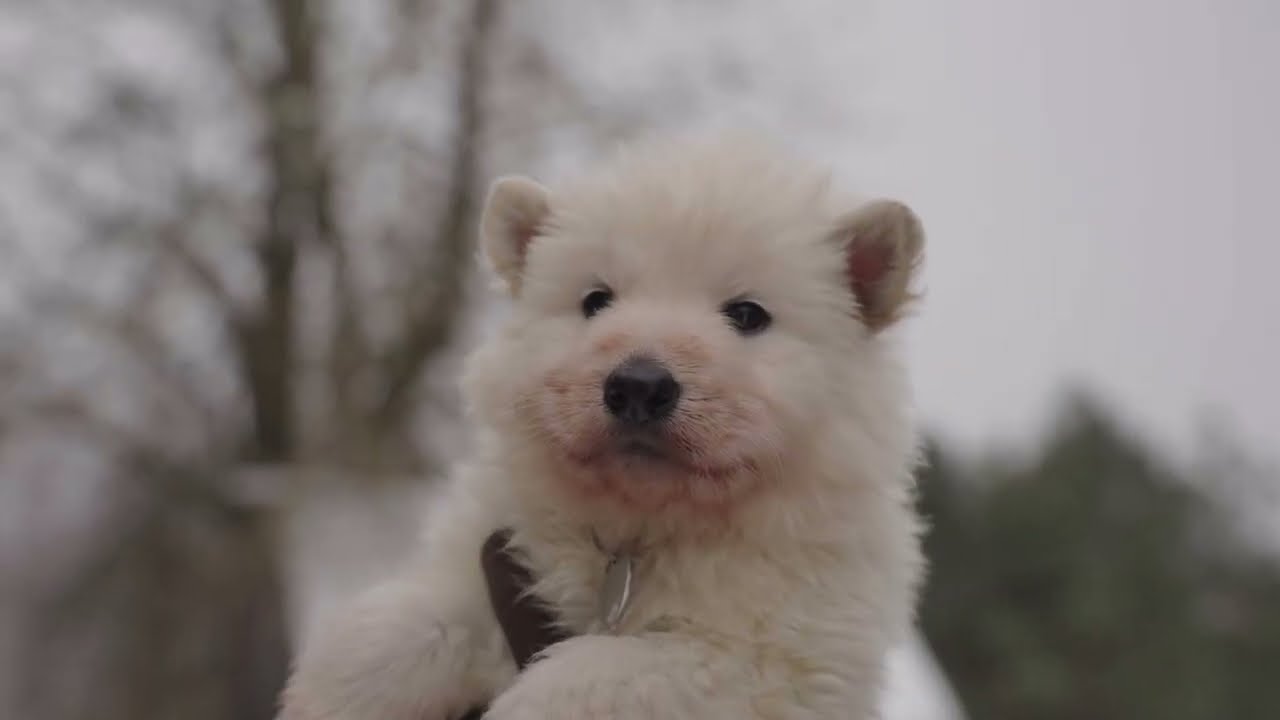 Skaists, mīļš un labs aktieris- kāds patiesībā ir Baltais Šveices aitu suns 28.02.2026 Ķepa uz sirds