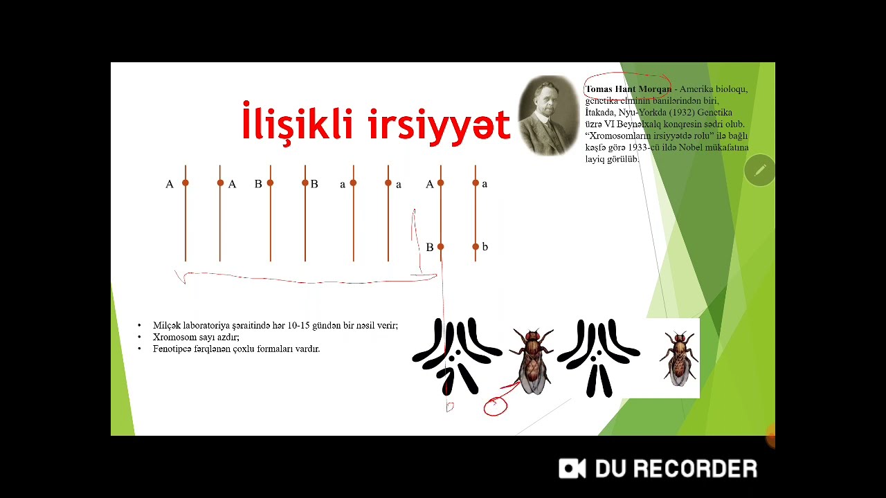 ilişikli irsiyyət Morqan