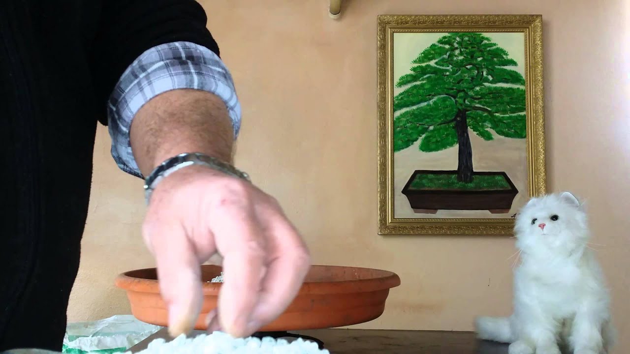 Como hacer sustrato para los bonsais
