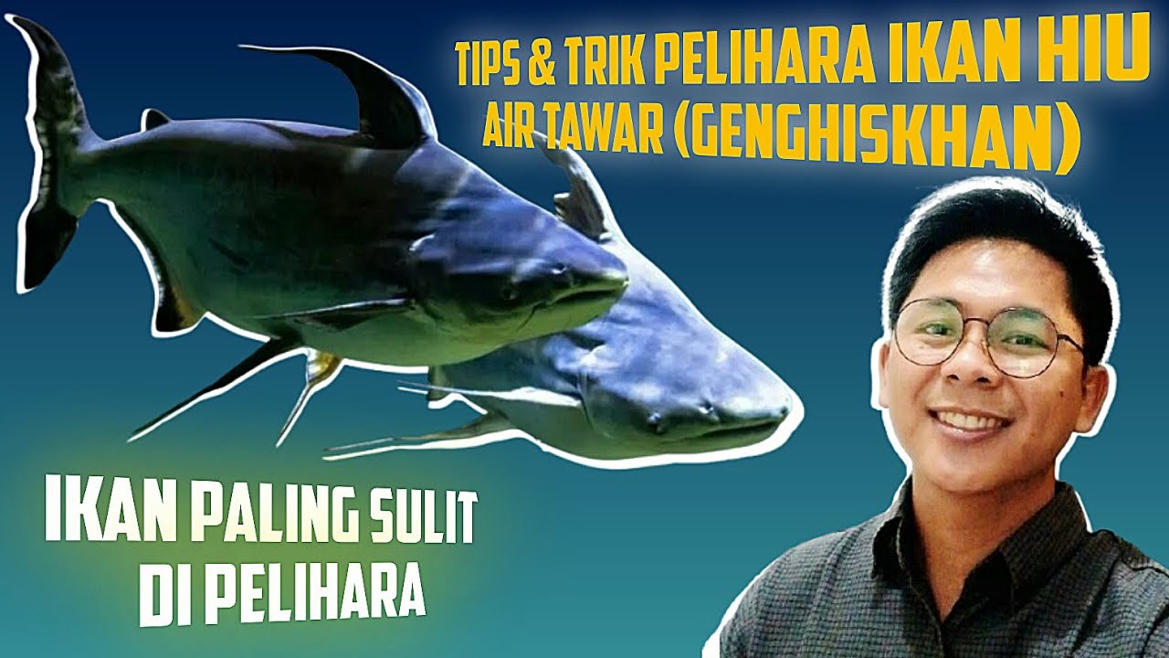 TIPS & TRIK PELIHARA HIU AIR TAWAR (IKAN GENGHISKHAN) IKAN PALING SULIT DI PELIHARA!
