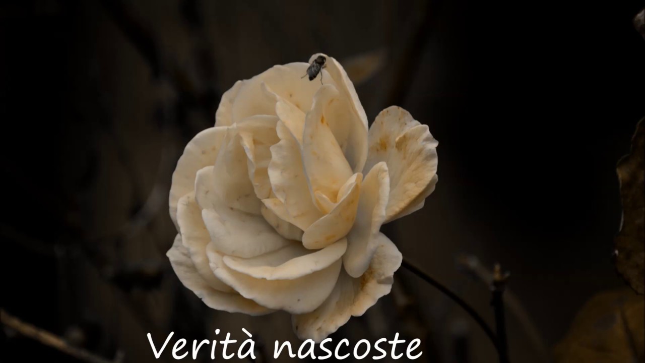 Verit&agrave; nascoste - Le orme
