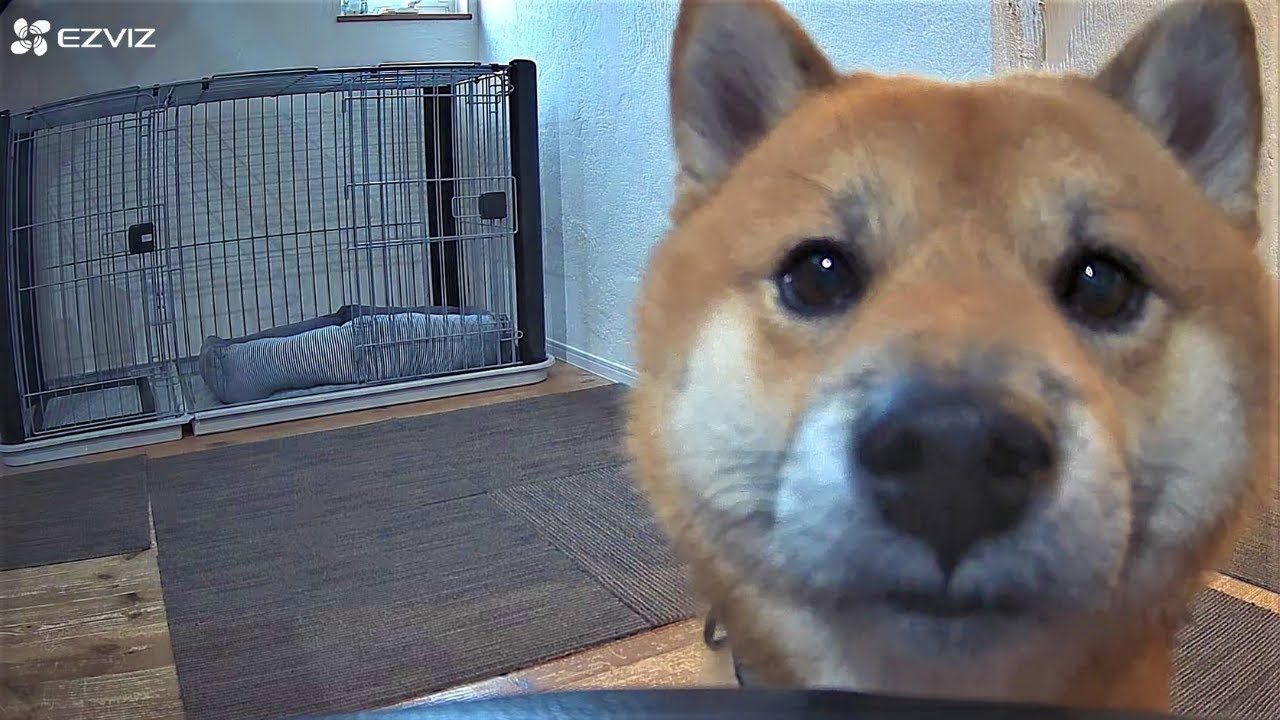 柴犬の留守番をペットカメラで見守ってみたらw