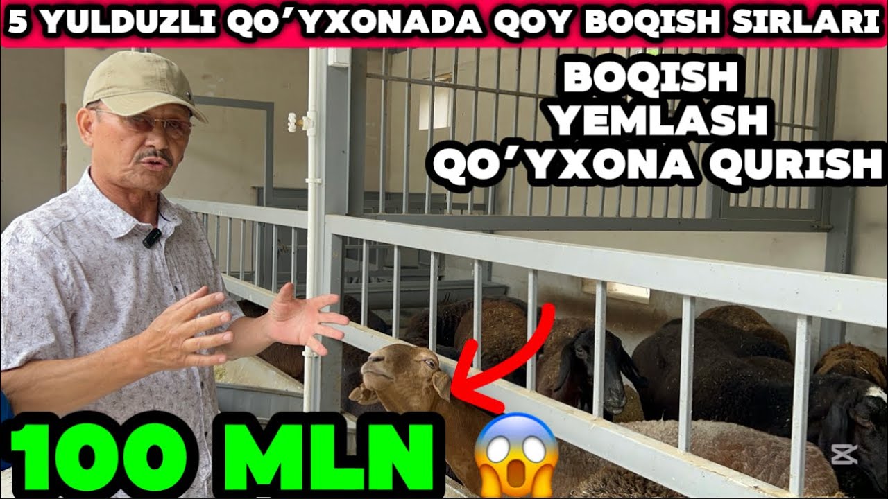 UY SHAROYITIDA QOY BOQISH SIRLARI. IHCHAM ZAMONAVIY QO’YXONA QURISH. Uy sharoyitida qanday yemlanadi
