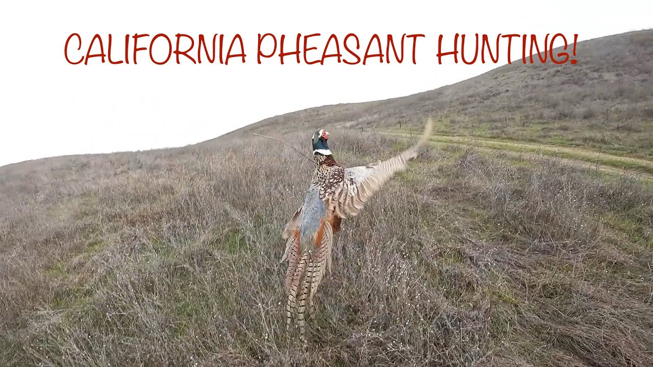 CALIFORNIA PHEASANT HUNTING!