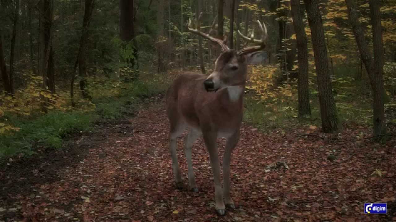 White-tailed deer idle animation