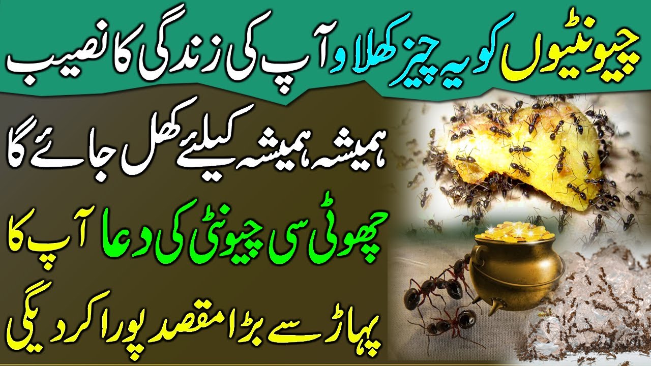 Chintiyo Ko Ye Cheez Khilao | Zindagi Ka Naseeb Khul Jayega | What Happens To Feed Ants?