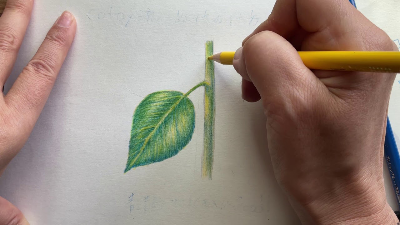 オトナのぬりえ　リクエストにお答えして♪茎描いてみた