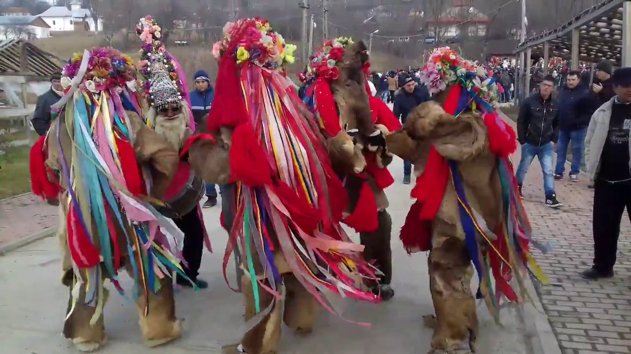ursii de la Cosula 2016