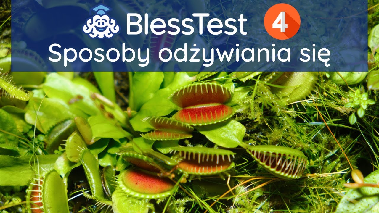 Sposoby odżywiania się organizmów