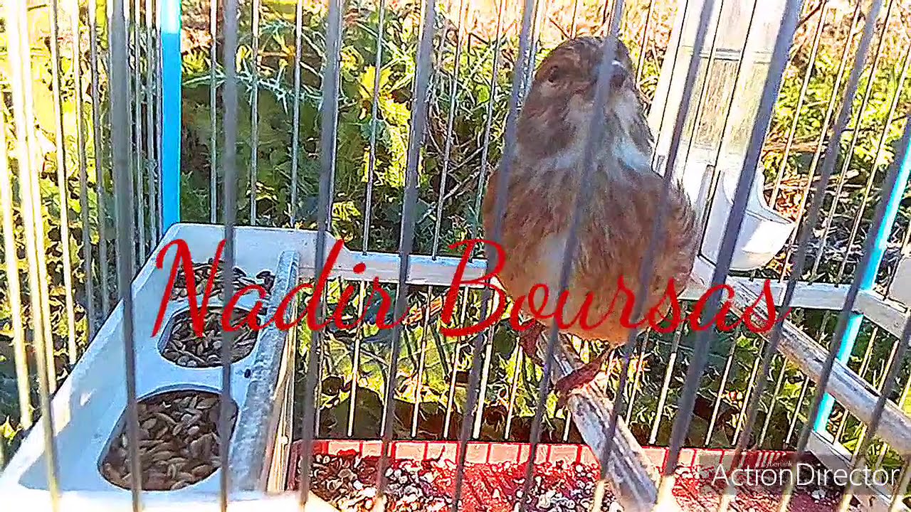 chant linotte mélodieuse2021