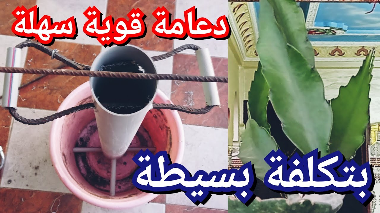 كيف صناعة دعامة لأشجار تنين دراجون فروت قوية سهلة بتكلفة بسيطة dragon fruit