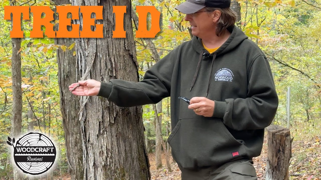 5 Great Tips I Use to ID Trees In Our Forest
