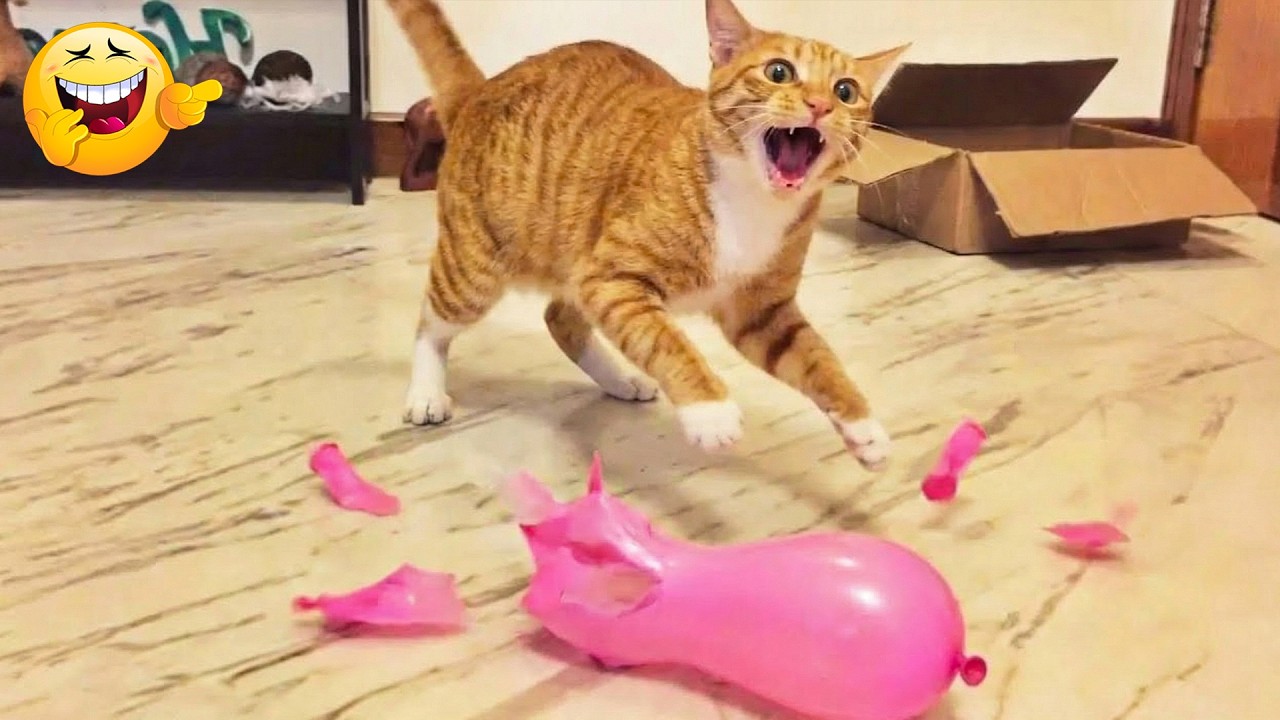 Cat Learns the Hard Way!!!