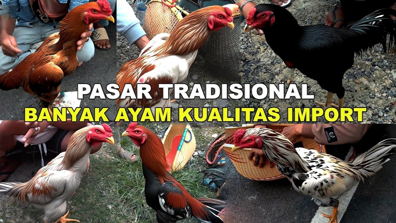 Review Pasar Ayam MADURA Banyak Ayam Bagus Harga Murah Kualitas Import