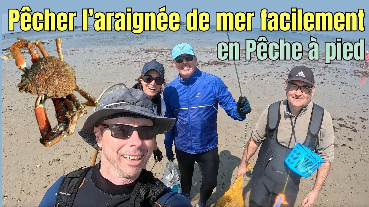 PECHER l'Araignée de mer en pêche à pied du bord