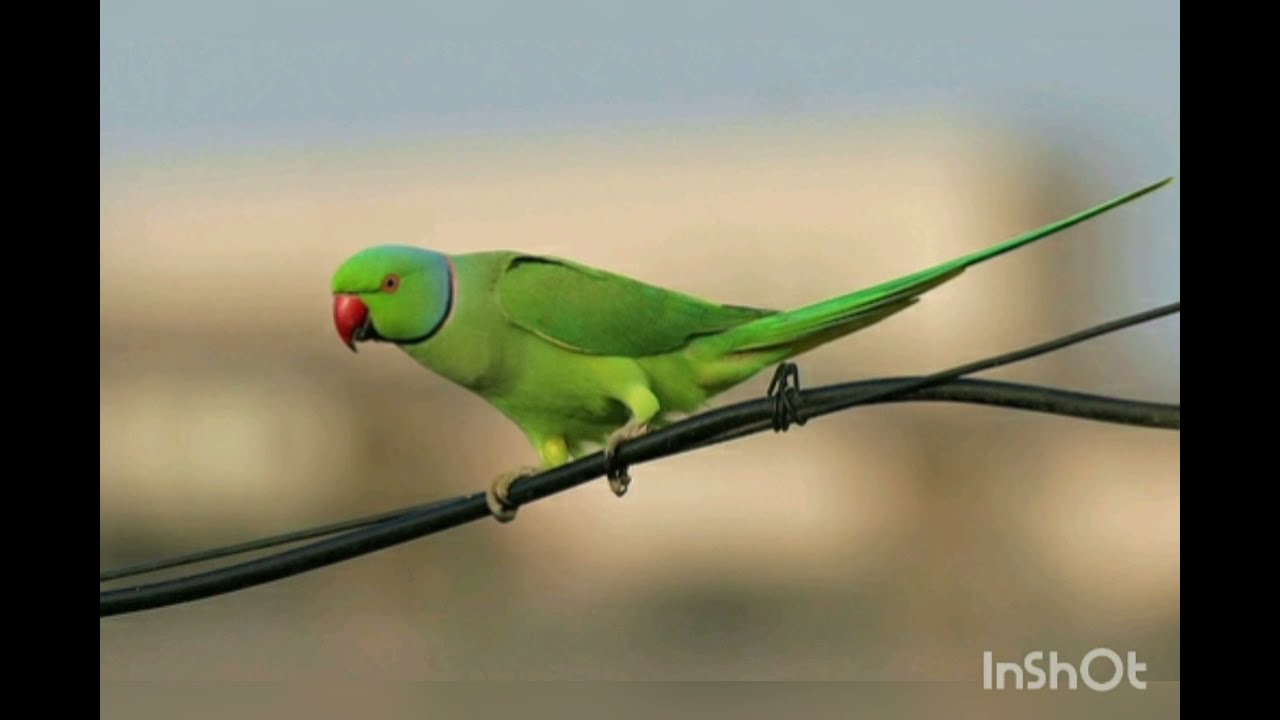 صوت ببغاء الدرة الخضراء للتحفيز على التزاوج