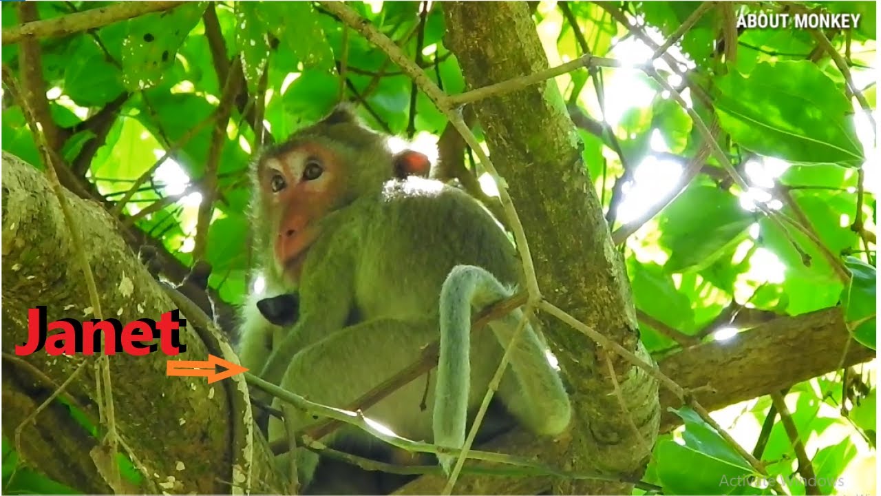 Monkey Janet She Need Warm From Mom Monkey Jane, She Want To Sleep On Jane 's Chest And Drink Milk..