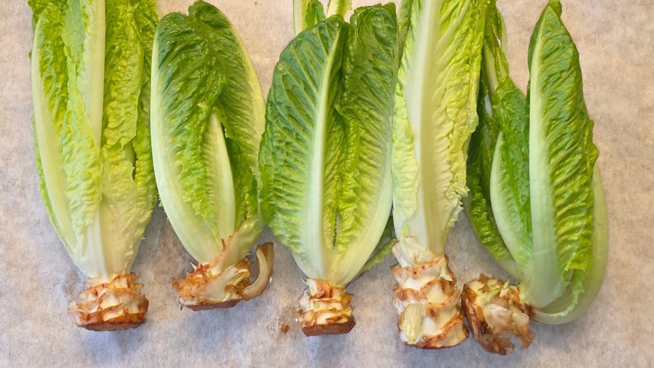 How To Regrow Romaine Lettuce // Marie's 716 garden vlog 