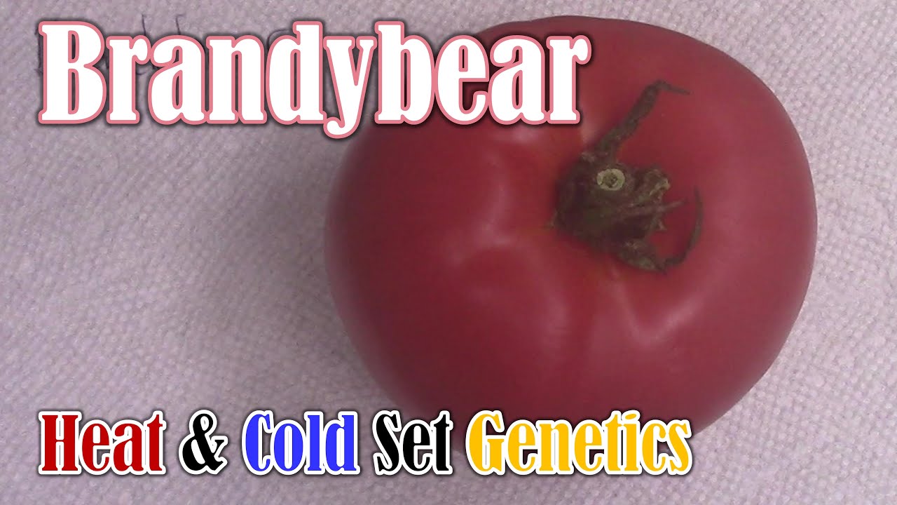 Tomato Review:  Brandybear (New Heat/Cold Set Genetics)