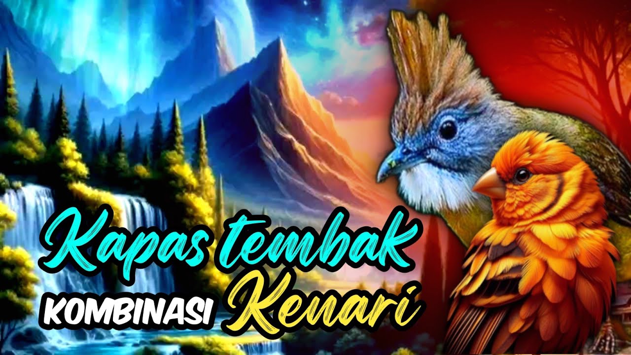 KAPAS TEMBAK NGEROL VS KENARI NEMBAK RAPAT UNTUK MASTERAN DAN PANCINGAN KENARI PAUD