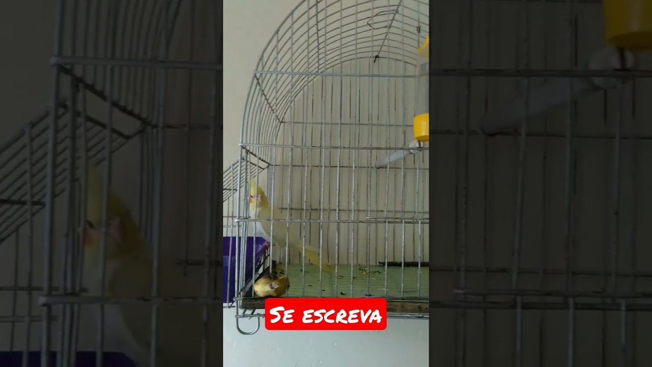 calopsita, Primeiro dia em casa est&aacute; na gaiola pr&aacute; se adaptar com o ambiente dei o nome de tequinho