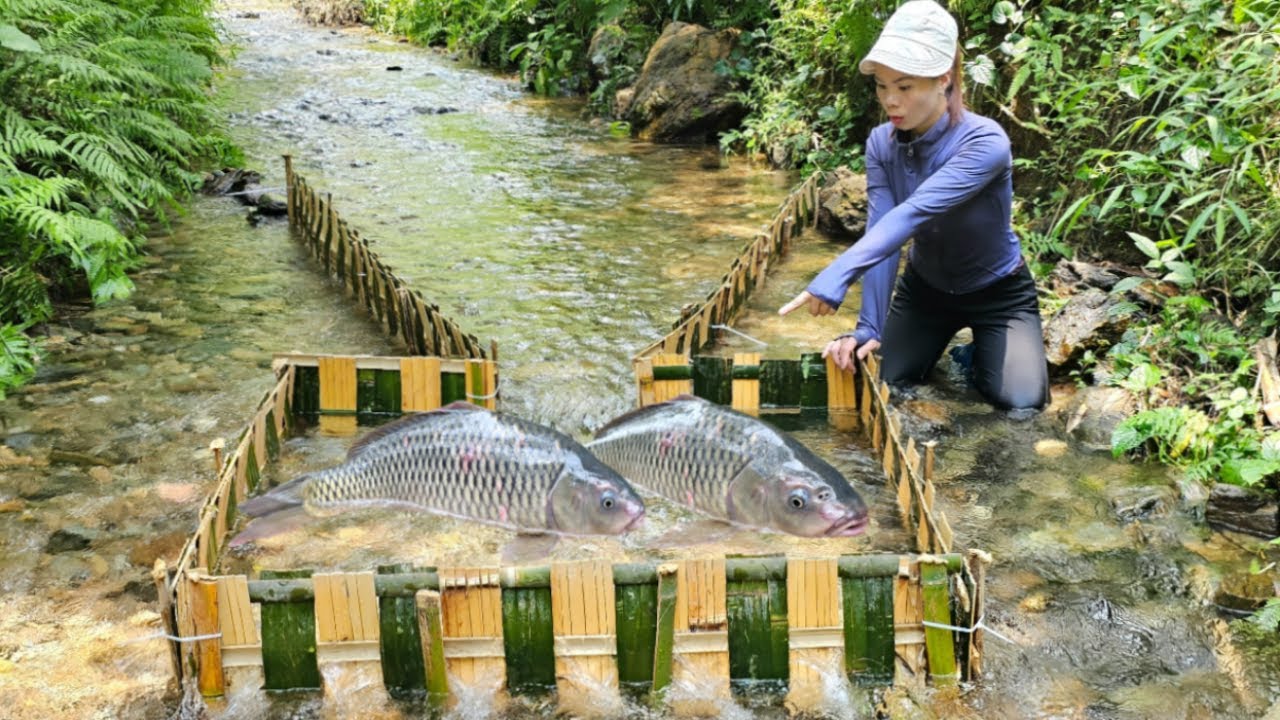 Fish trap making skills. Young girl Using ancient fishing methods. Caught a lot of fish.