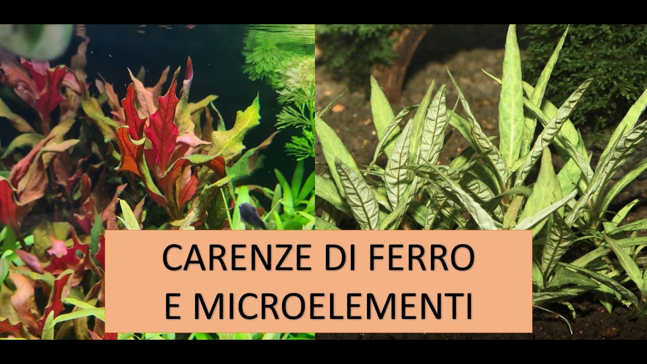 Capire le carenze delle piante in acquario.  PARTE 4 - FERRO E MICROELEMENTI