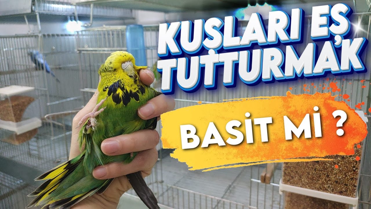 Muhabbet Kuşlarını Eş Tutturmak Bu Kadar Kolay ??