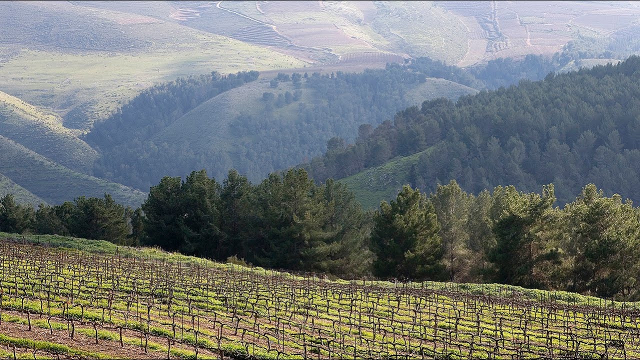 Galil Mountain Winery - Upper Galilee
