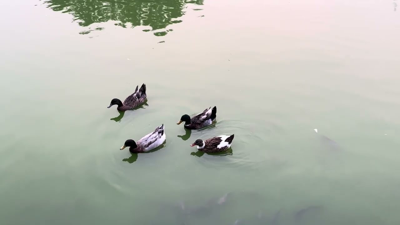 spending time alone | walk, nature and food 