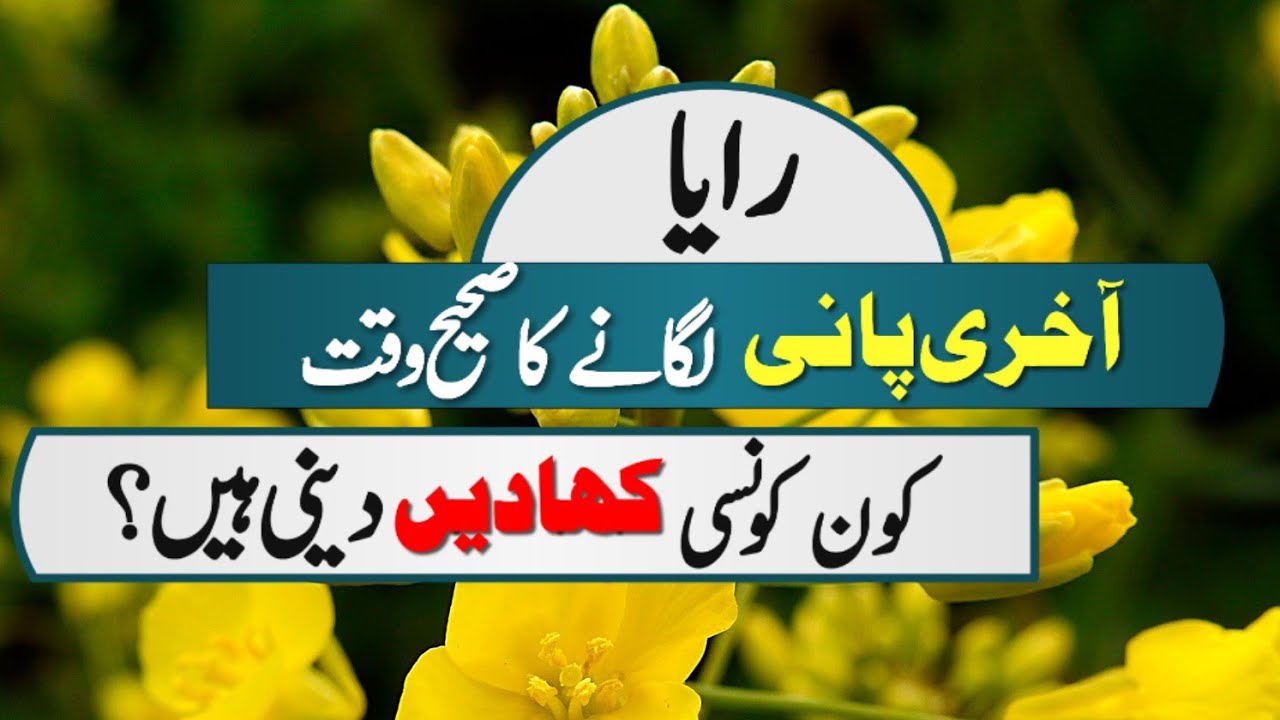 Last Irrigation of Raya (Mustard)||Crop Informer