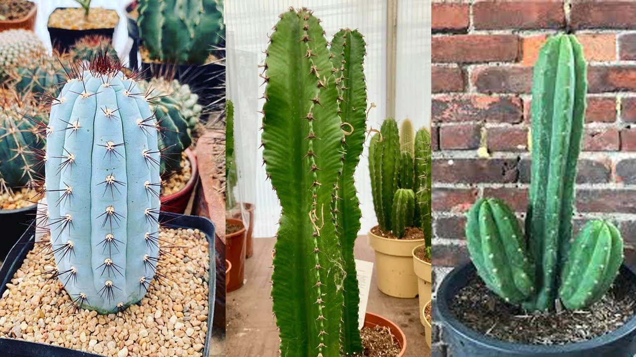 Vamos a ver algunos Tipos de cactus Columnares Con sus Nombres !