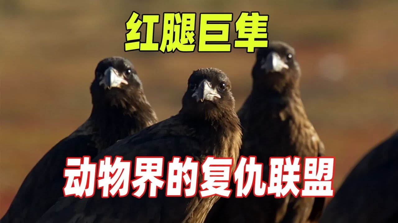 红腿巨隼，动物界的“复仇联盟”