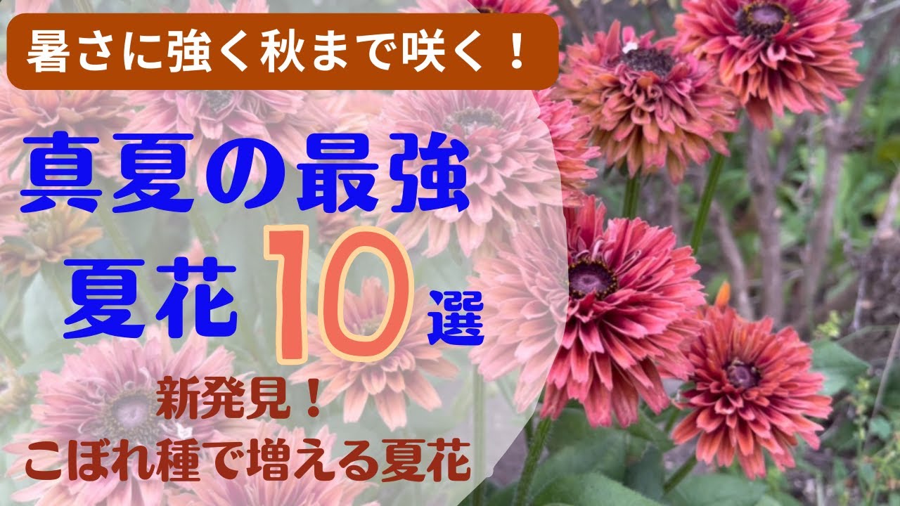 《植えっぱなしＯＫ！最強夏宿根草８種＋２種》新品種多めにご紹介！小型エキナセア／PW最新品種フロックス／こぼれ種で楽しめる夏花／育てやすさNO.1ペチュニア
