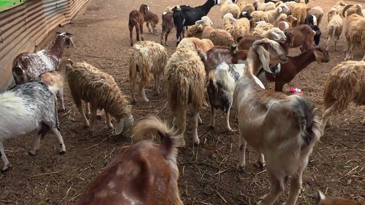 Sheep & Goat Farming in One Place | ভেড়া ও ছাগলের খামার একসাথে