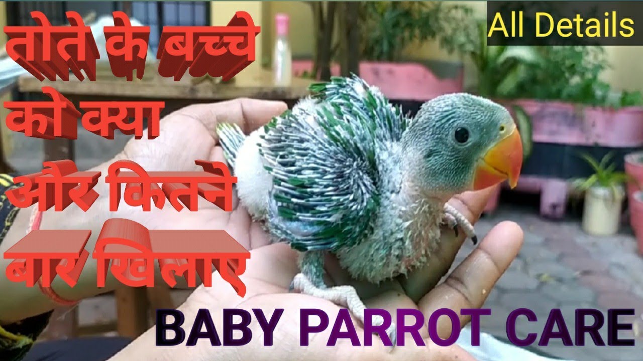तोते के बच्चे को क्या और कैसे खिलाए | how to feed your baby Parrot(Alexander) #viral