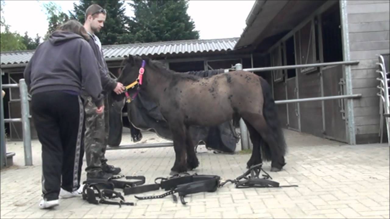 Shetlandpony trainen om voor de wagen te lopen