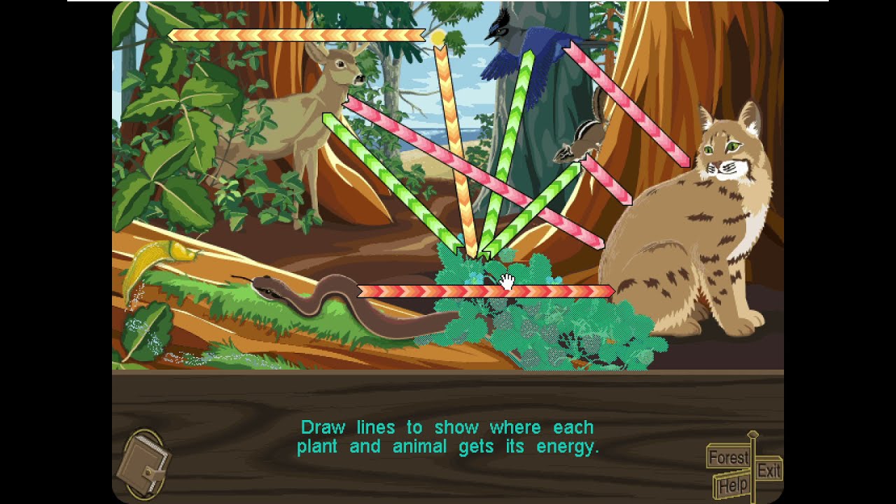 Redwoods Explorer - Part 2 - Food Web Activity