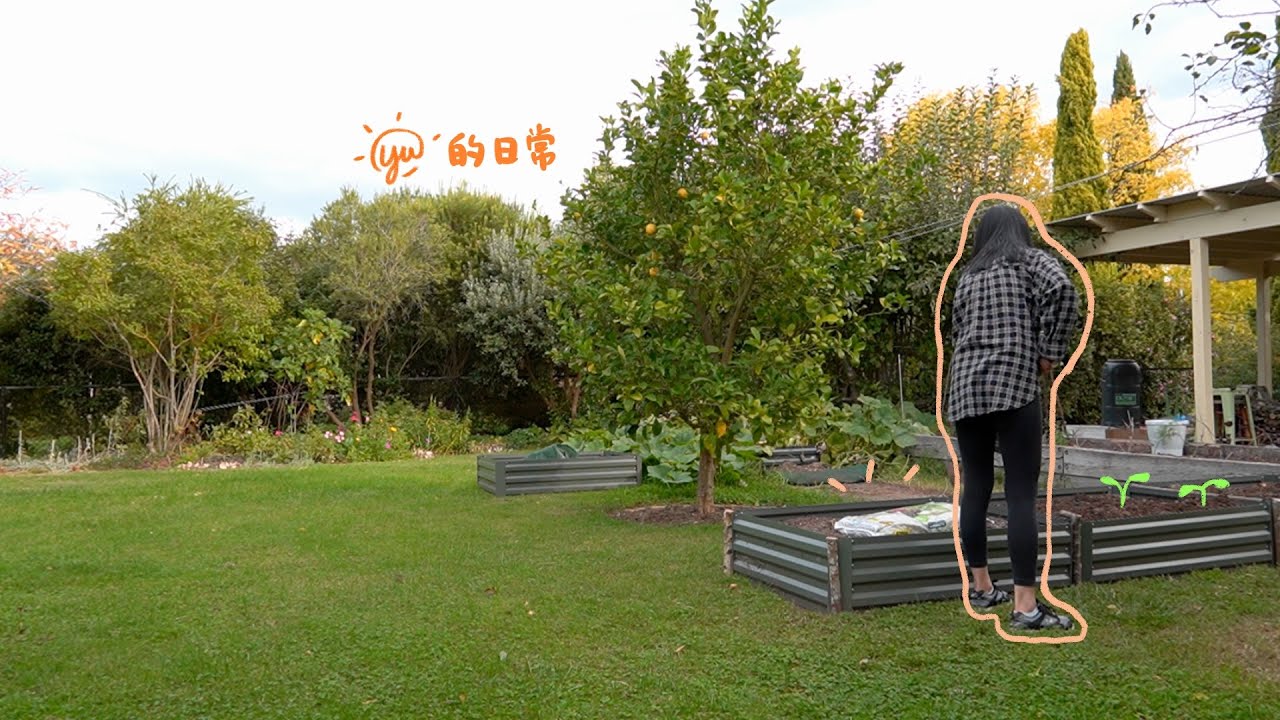 收拾菜园,种新蔬菜～田间管理,跟我一起摘菜,种菜,秋天种的蔬菜 澳洲墨尔本乡下的田园生活 Harvest & Plant vegetables backyard, garden vlog Yu的日常