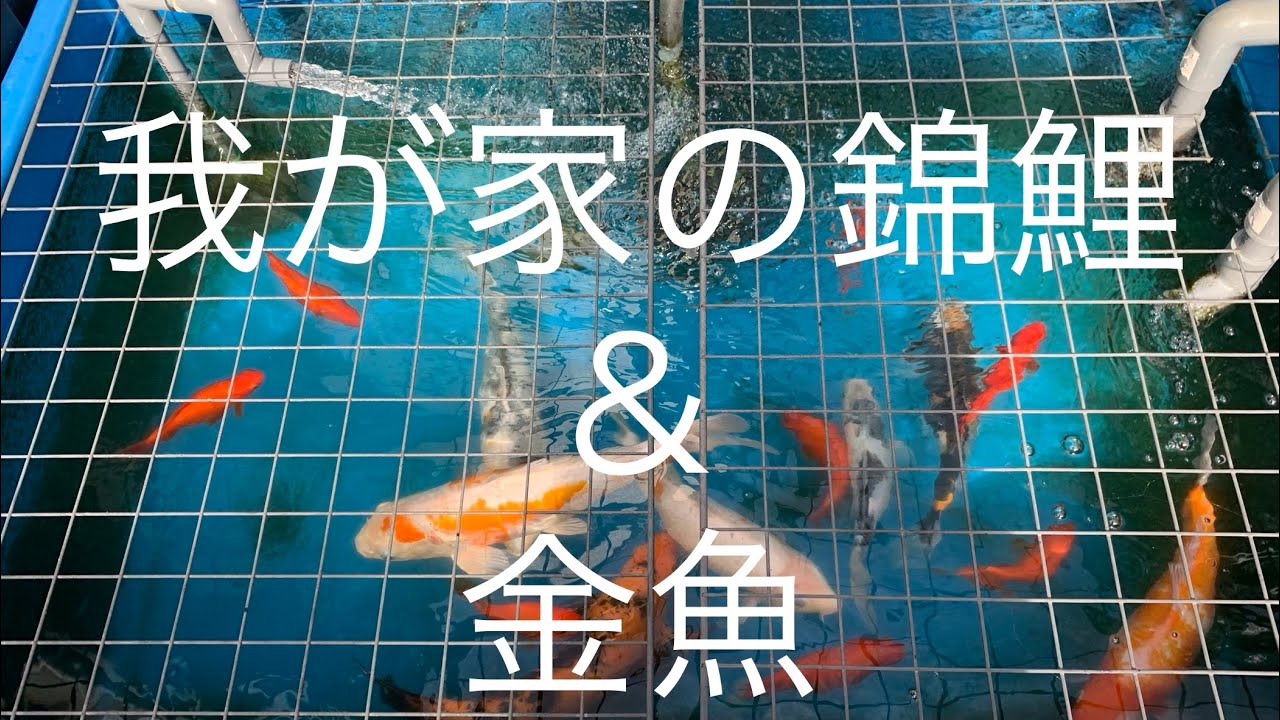 トロ舟水槽！掃除しまっせ👍