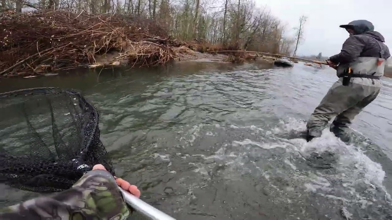  Steelhead(MeglaDan) on Plug tears us up! 