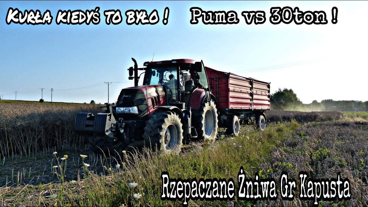 Kurła kiedyś to było ! | Żniwa Rzepaczane GR Kapusta  | Puma vs 30 ton Osinki AgroTv ✪