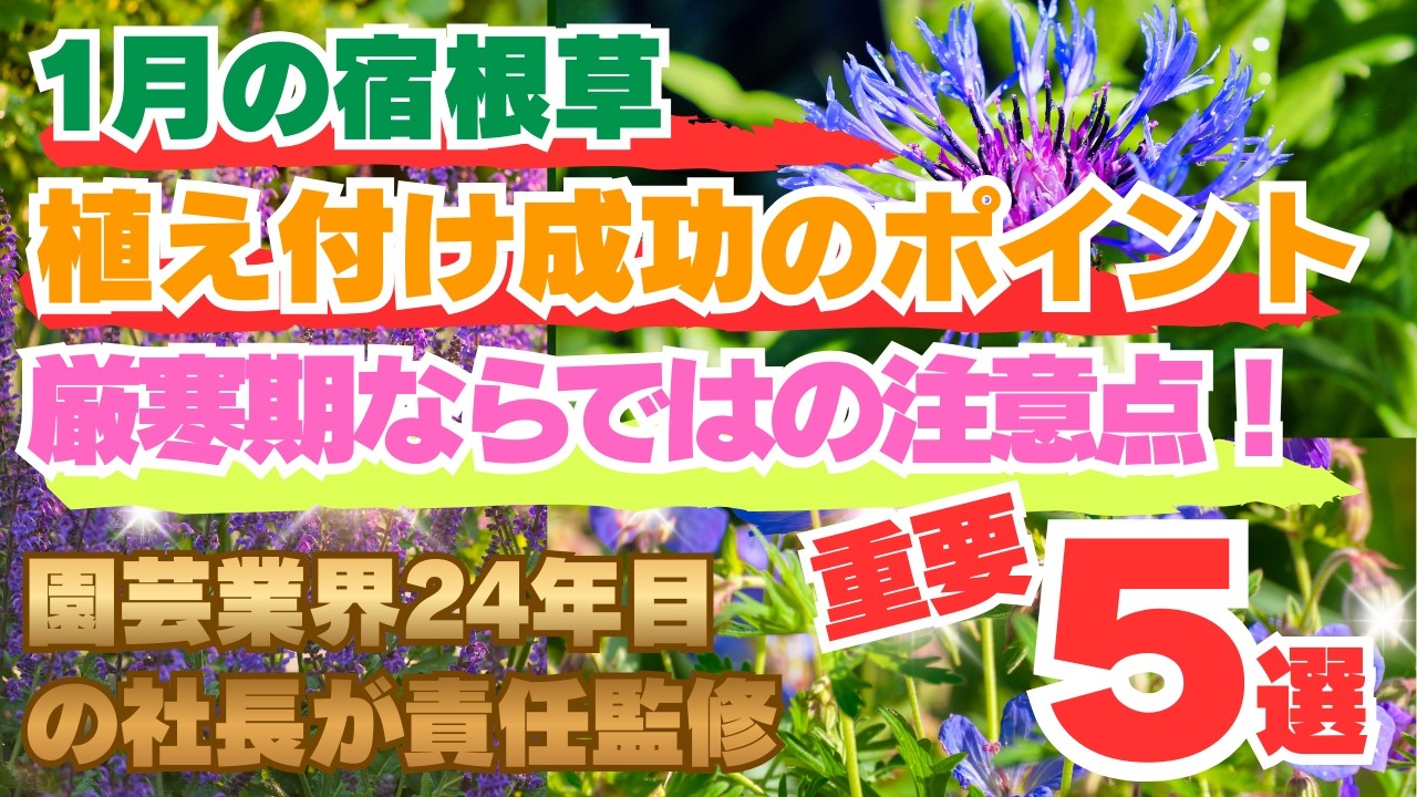 まだ間に合う！1月に宿根草を植え付ける際の注意点5選！成功のコツをお話しします！