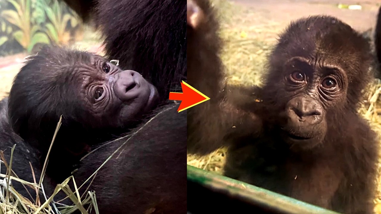 Addo’s Story: From Newborn Gorilla to One Year Old at Hogle Zoo