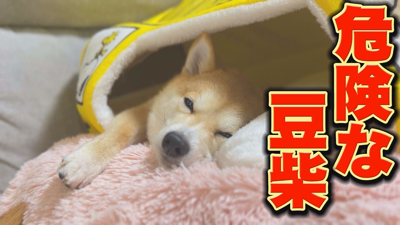 兄柴をひと睨みで、震え上がらせる妹柴・・・